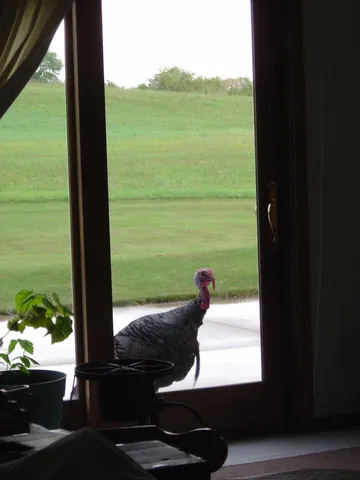 $1,149,000 | 19800 Stephan Drive, Starbuck, MN 56381