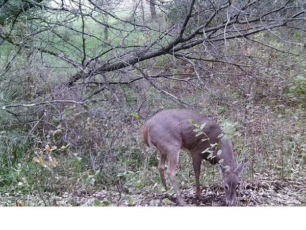 $1,149,000 | 19800 Stephan Drive, Starbuck, MN 56381