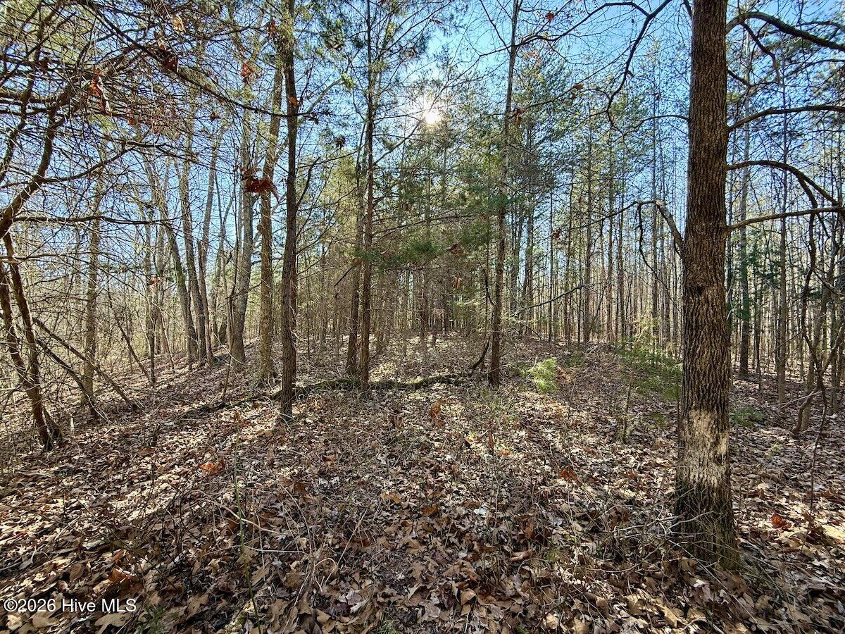 666 Solomon Road Leasburg, NC 27291 - Photo 42 of 49 44