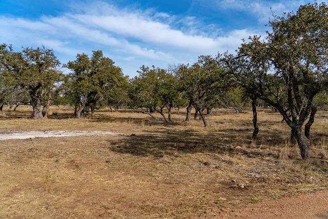 a view of dirt yard with a large tree