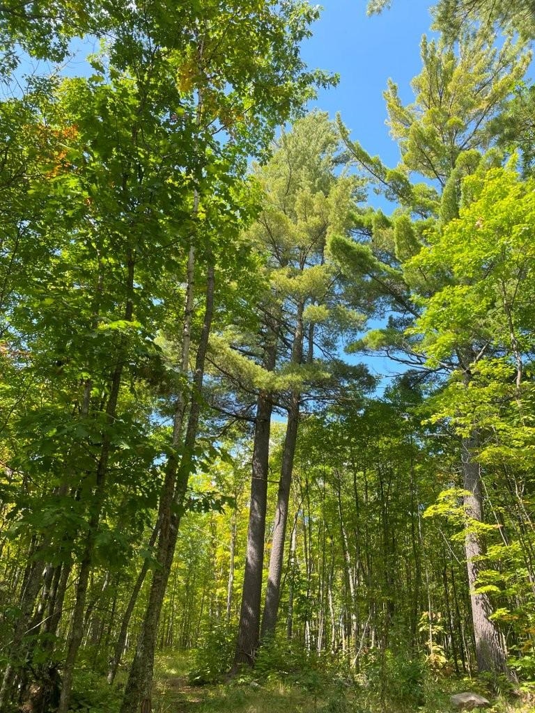 135 Biwabik Mn 55708 Embarrass, MN 55732 - Photo 29 of 42