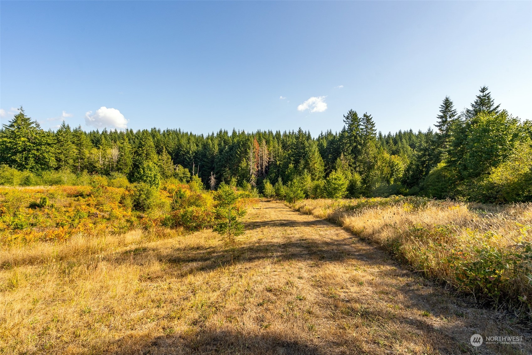 465-29 Sargent Road Winlock, WA 98596 - Photo 4 of 25 a view of a yard