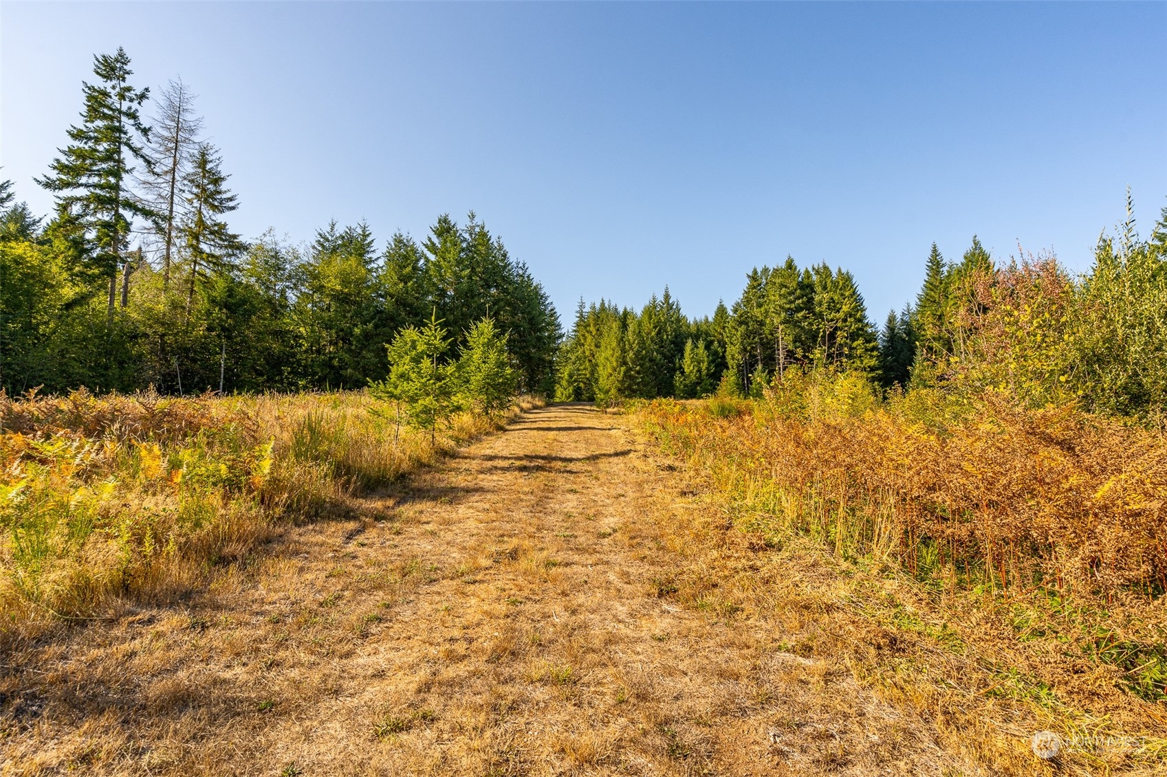 465-29 Sargent Road Winlock, WA 98596 - Photo 6 of 25 a view of a yard