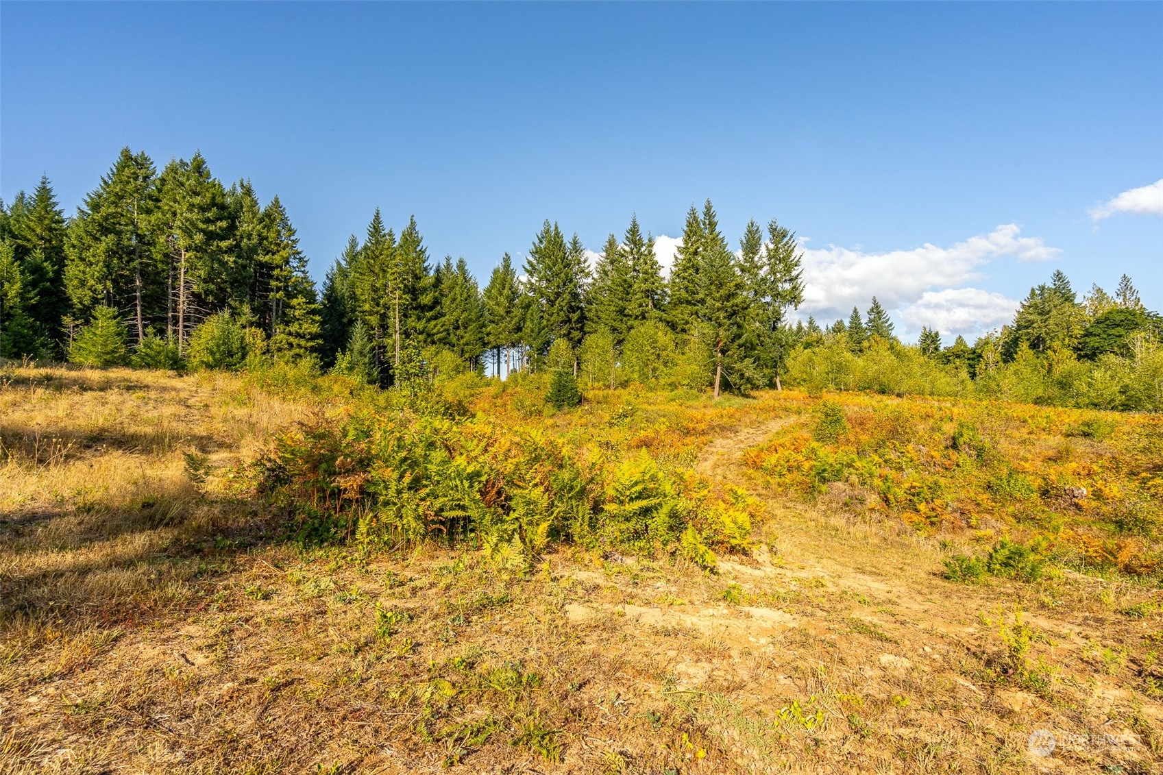 465-29 Sargent Road Winlock, WA 98596 - Photo 7 of 25 a view of a yard with an trees