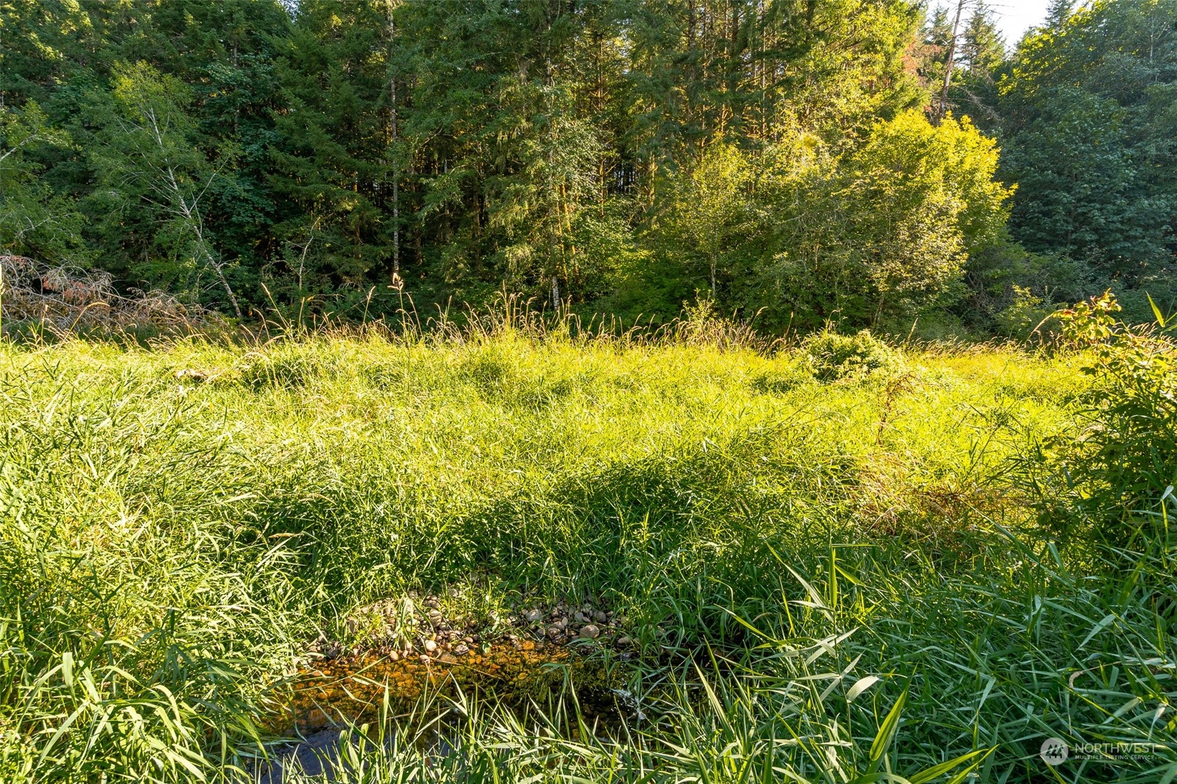465-29 Sargent Road Winlock, WA 98596 - Photo 10 of 25 a view of a yard with plants and large trees