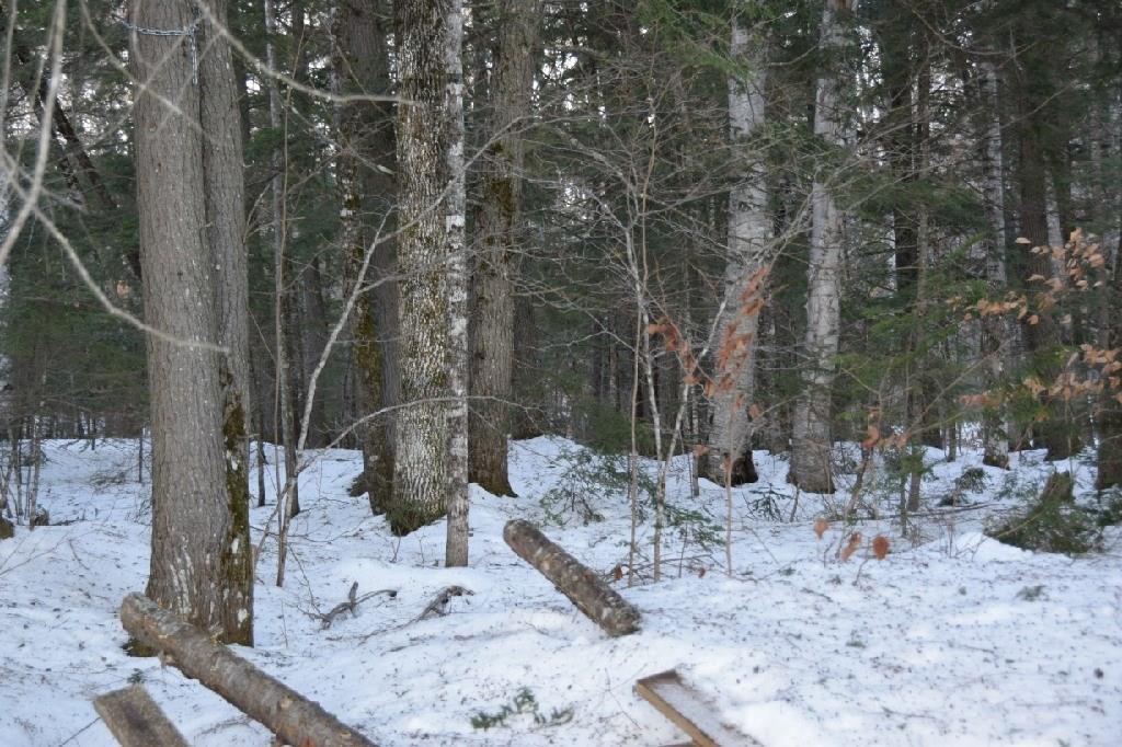 M29-l10-1 Embden Pond Road Embden, ME 04958 - Photo 12 of 19 Wooded Area