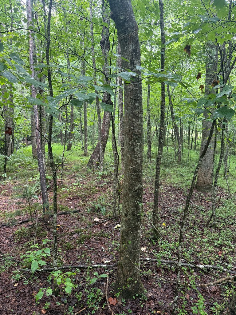 Tbd Pine Log Church Road Brasstown, NC 28902 - Photo 4 of 24
