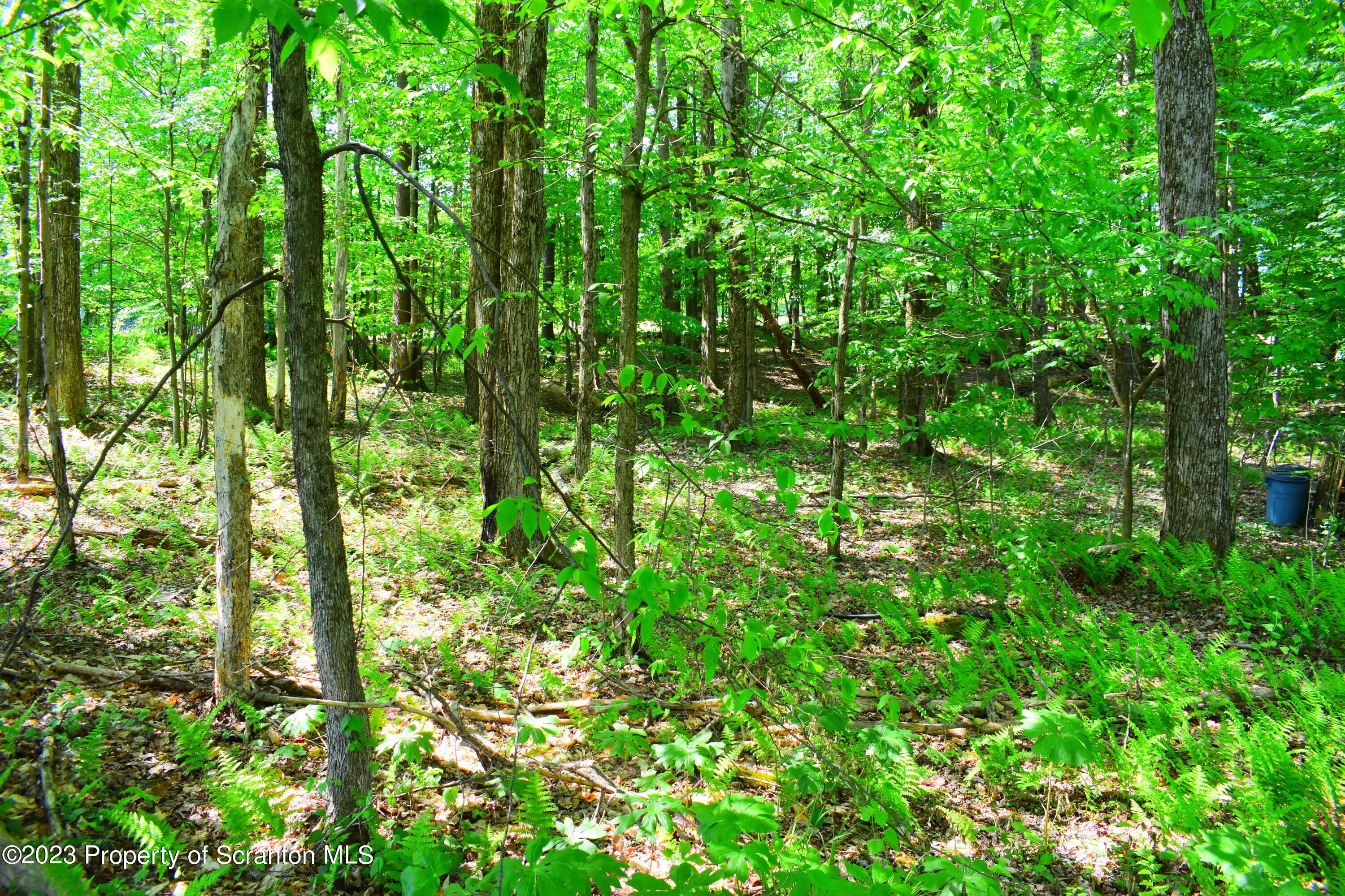 510 Hawranick Road Brackney, PA 18812 - Photo 62 of 76 a view of a lush green forest