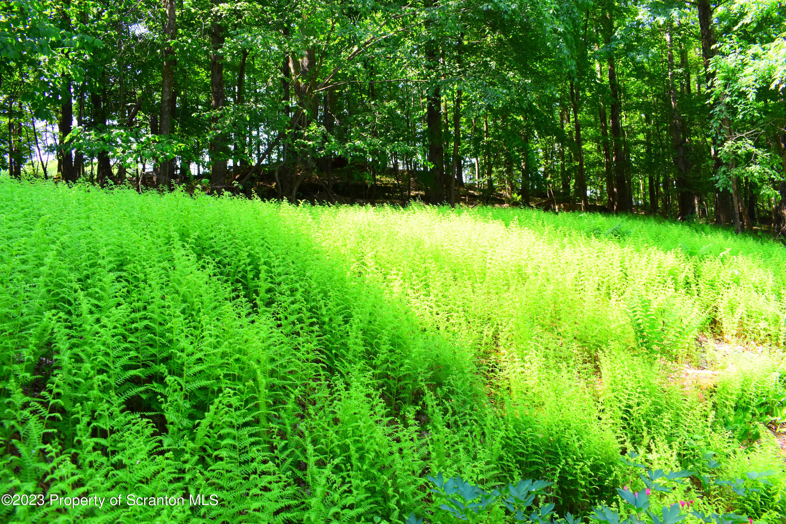 510 Hawranick Road Brackney, PA 18812 - Photo 66 of 76 a view of garden with trees in the background