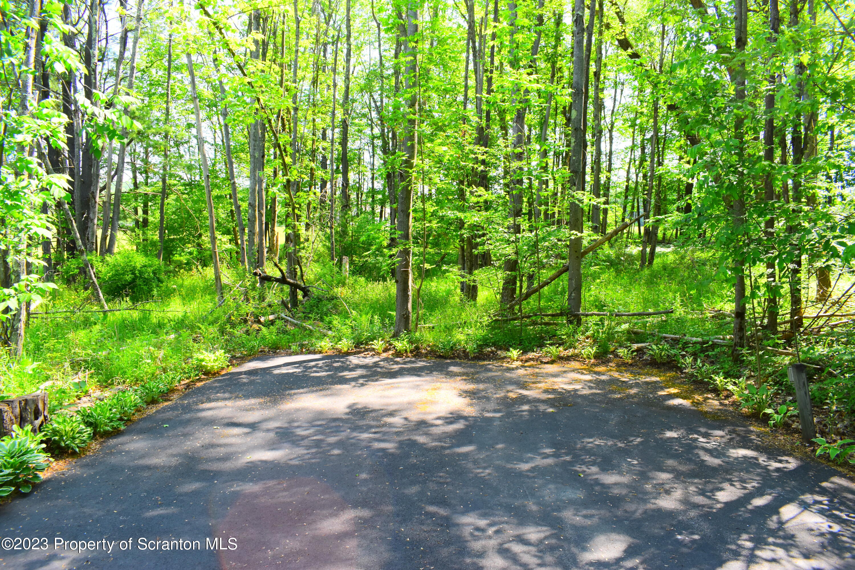 510 Hawranick Road Brackney, PA 18812 - Photo 73 of 76 a view of a yard with plants and large trees