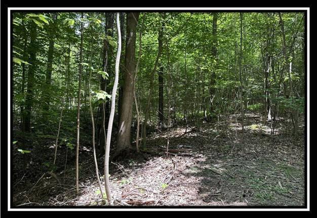 167 Weaver Road, Unit TRACT A) Chillicothe, OH 45601 - Photo 20 of 45 image020