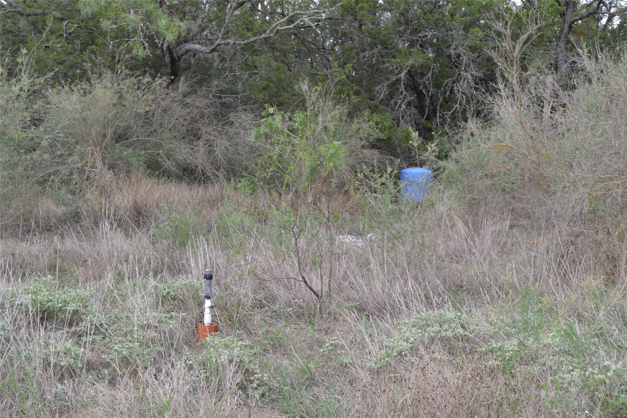 0 Ranch Road 2241 Tow, TX 78672 - Photo 27 of 33 A vibrant landscape of untamed vegetation, offering a raw canvas for a private retreat.