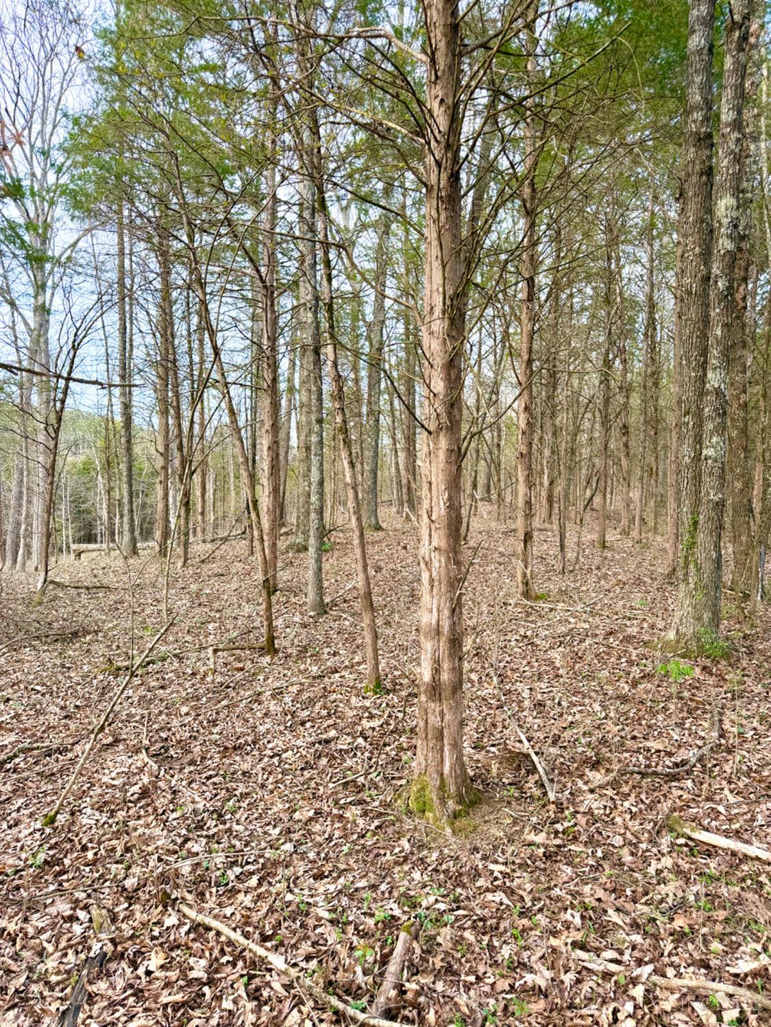 1600 Magee Jones Road Peebles, OH 45660 - Photo 58 of 91