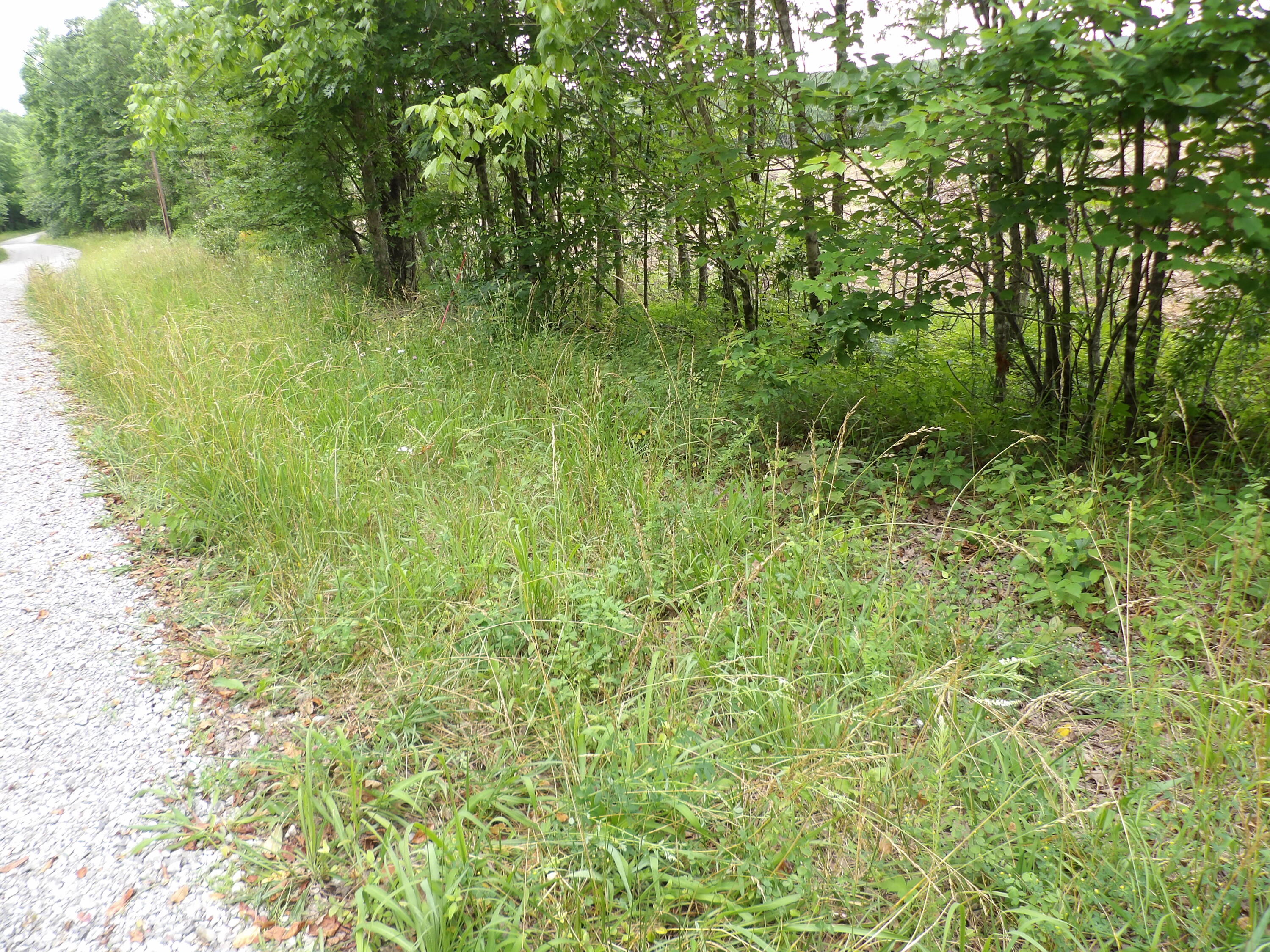 Lot 9 Hughes Cemetery Road, Unit 9 Evensville, TN 37332 - Photo 13 of 15 100_1588