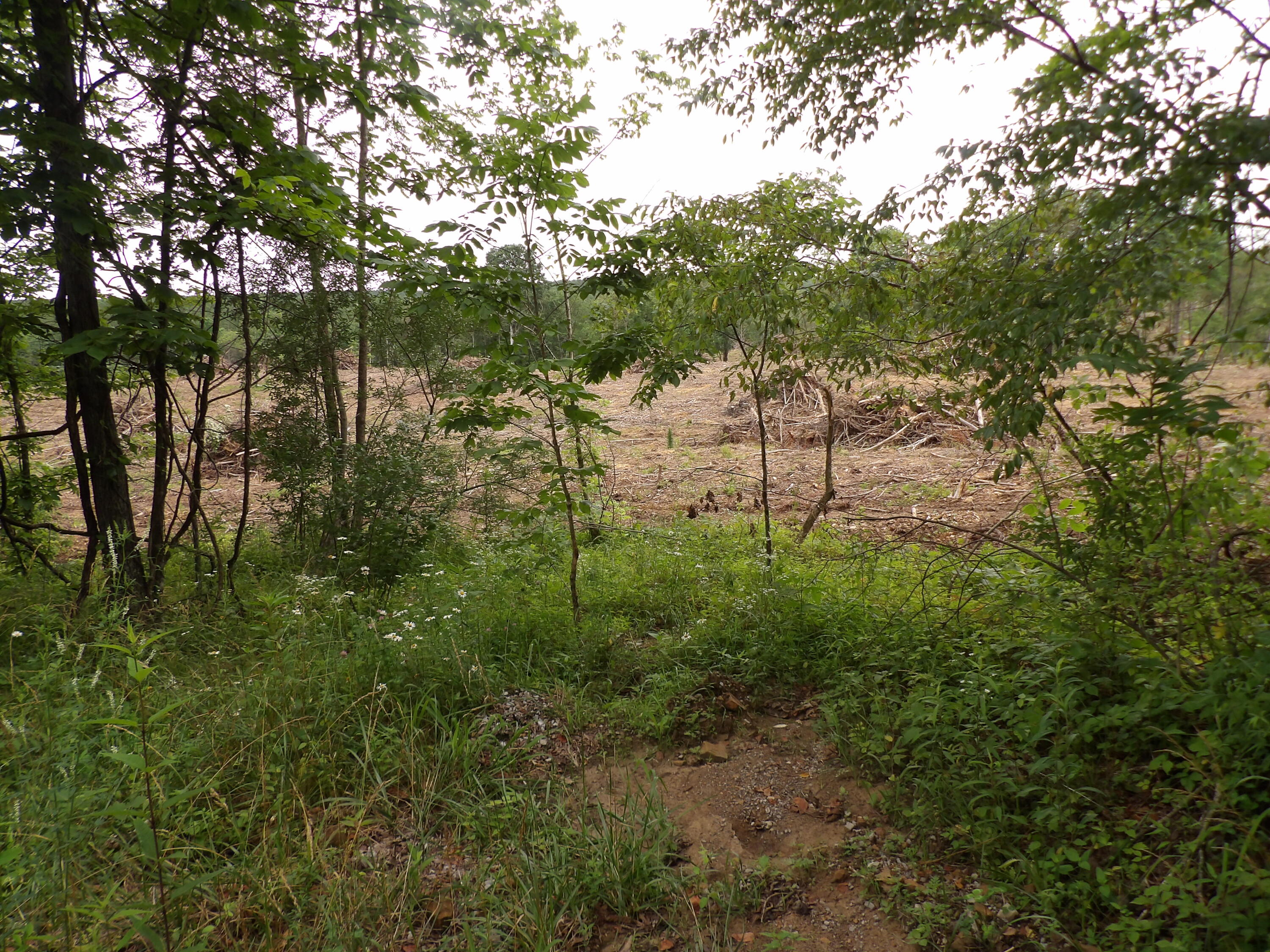 Lot 9 Hughes Cemetery Road, Unit 9 Evensville, TN 37332 - Photo 3 of 15 100_1590