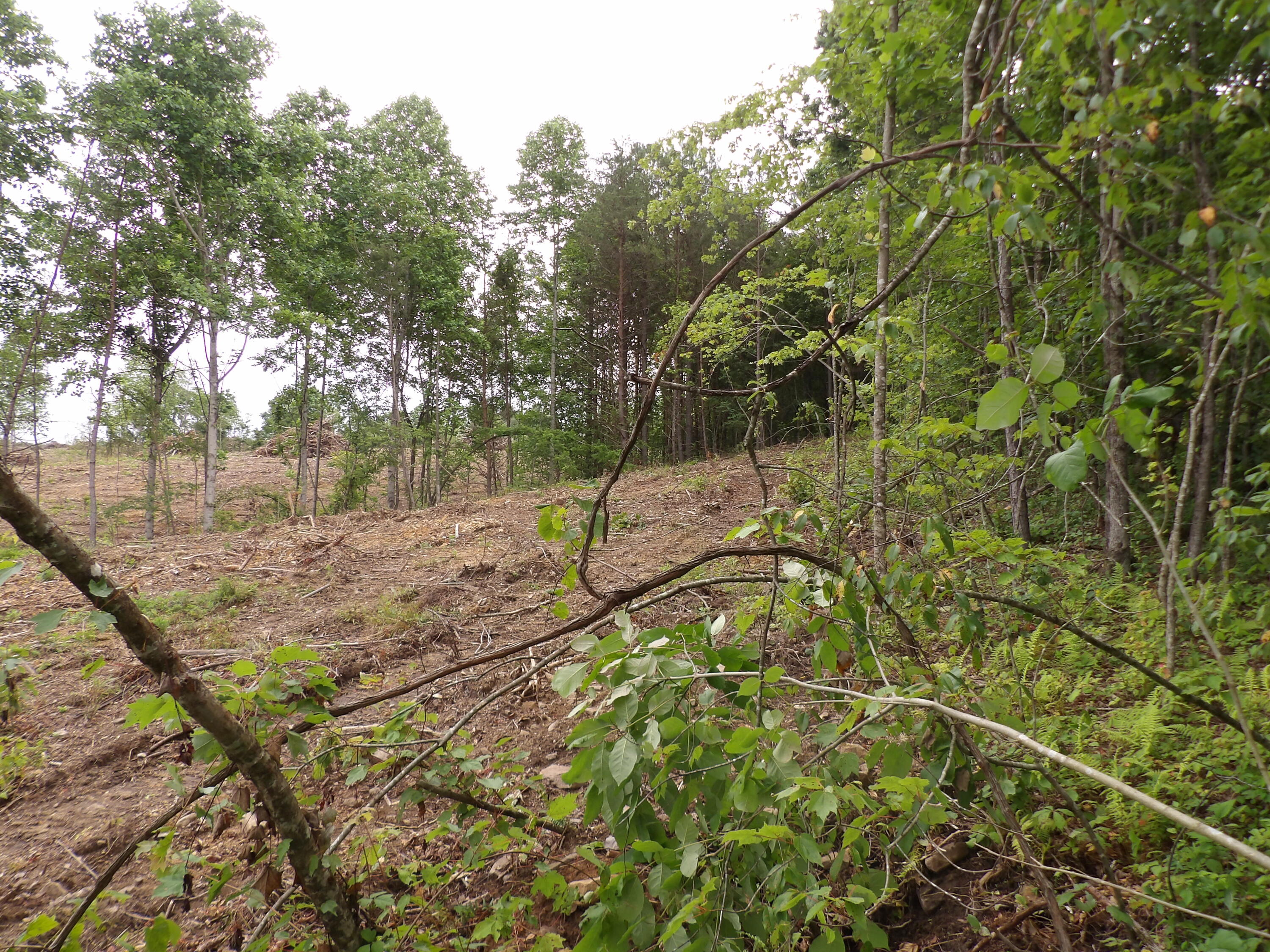 Lot 9 Hughes Cemetery Road, Unit 9 Evensville, TN 37332 - Photo 4 of 15 100_1591