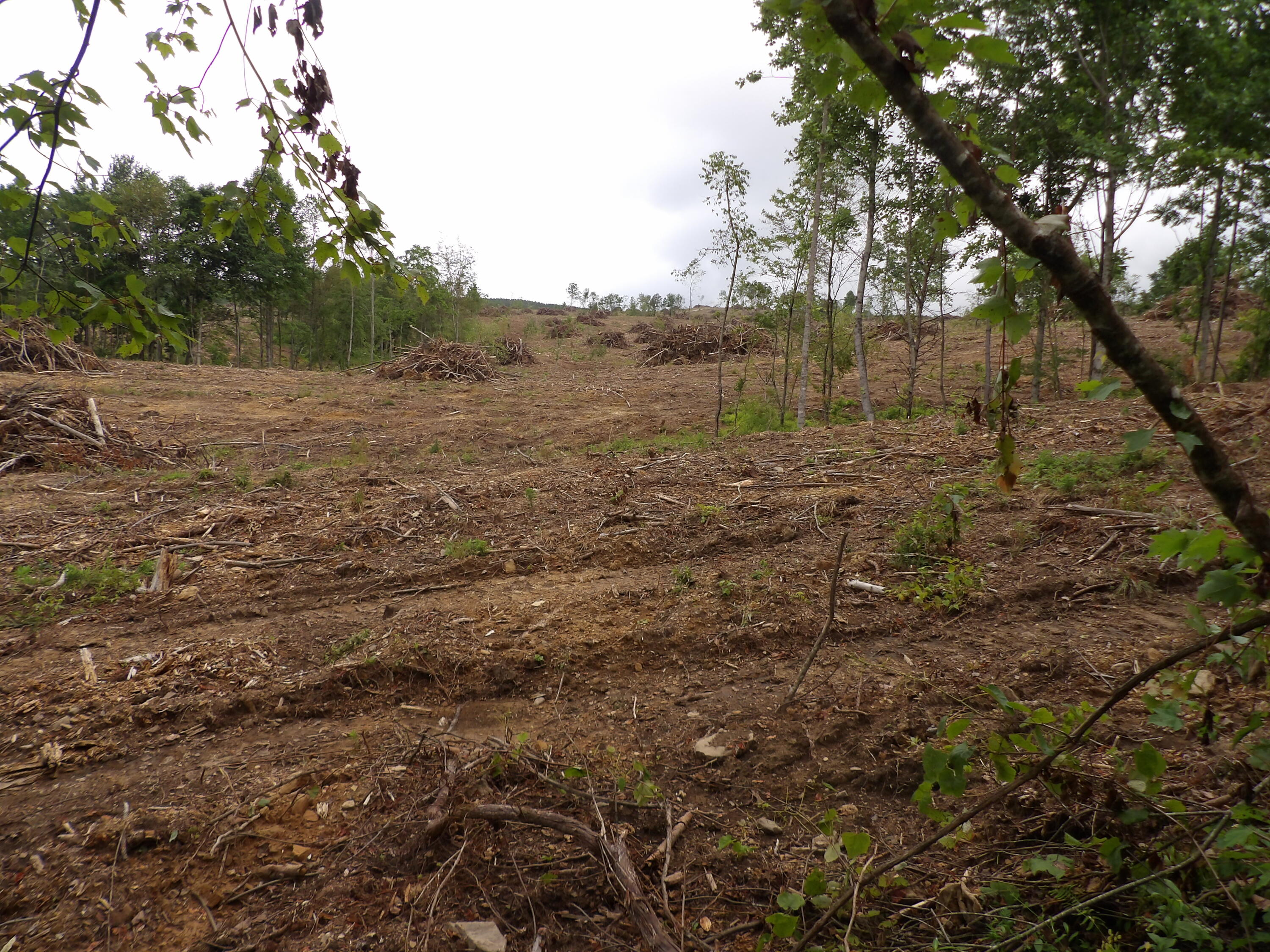 Lot 9 Hughes Cemetery Road, Unit 9 Evensville, TN 37332 - Photo 5 of 15 100_1592
