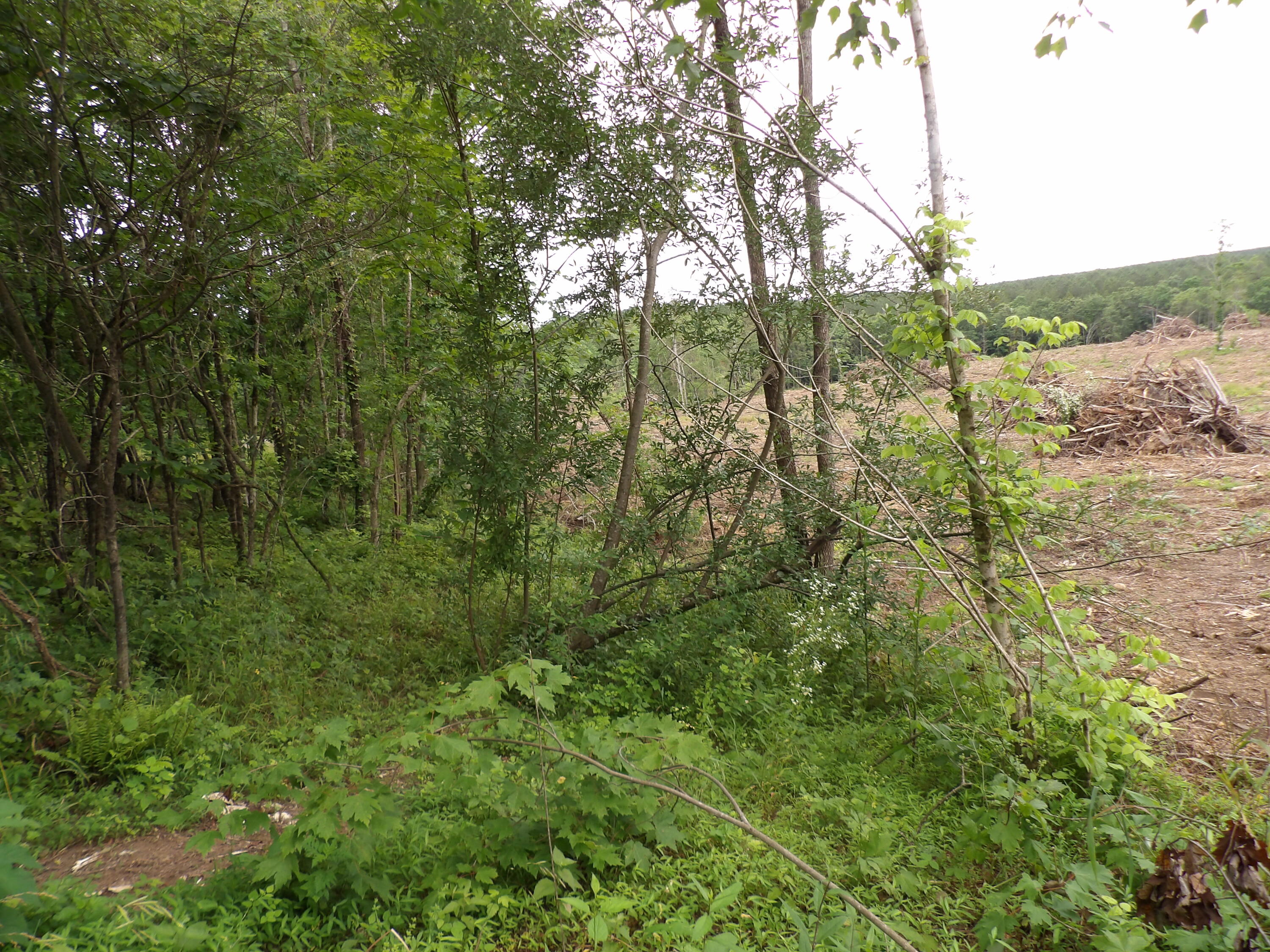Lot 9 Hughes Cemetery Road, Unit 9 Evensville, TN 37332 - Photo 7 of 15 100_1594