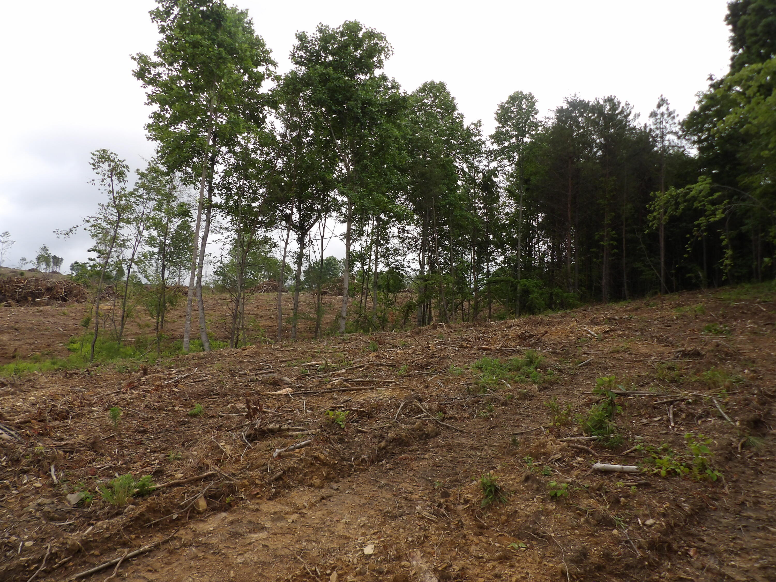 Lot 9 Hughes Cemetery Road, Unit 9 Evensville, TN 37332 - Photo 8 of 15 100_1595