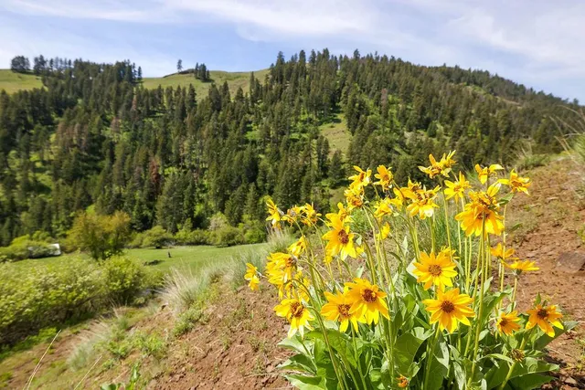 $1,200,000 | 559 Kessler Creek Road, Riggins, ID 83549