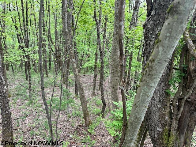 Tbd Moyer Hollow Road Elkins, WV 26241 - Photo 13 of 20 Gallery Image 13