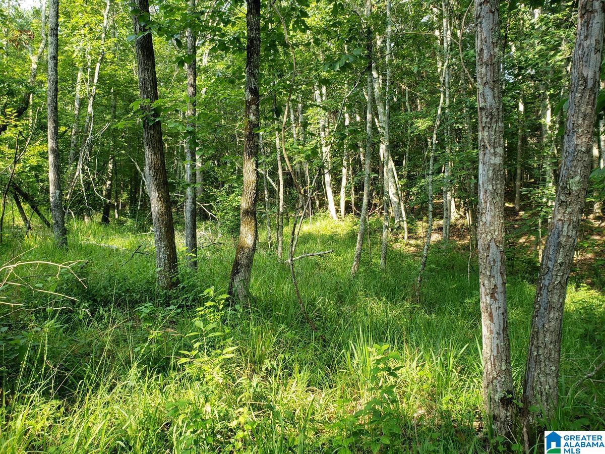 0 Tucker Mountain Road, Unit 1 Remlap, AL 35133 - Photo 3 of 9