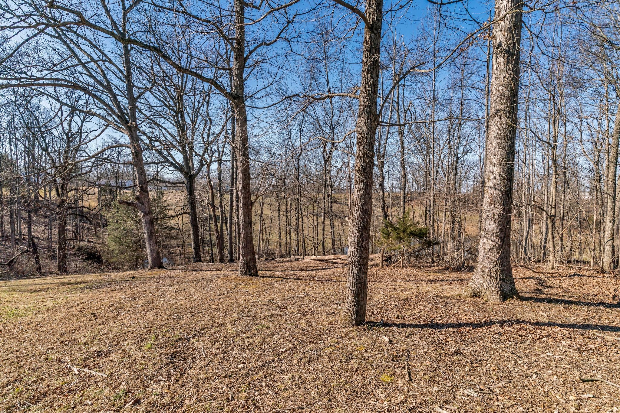 2450 Scotty Parker Road Portland, TN 37148 - Photo 35 of 37 a view of a yard with trees