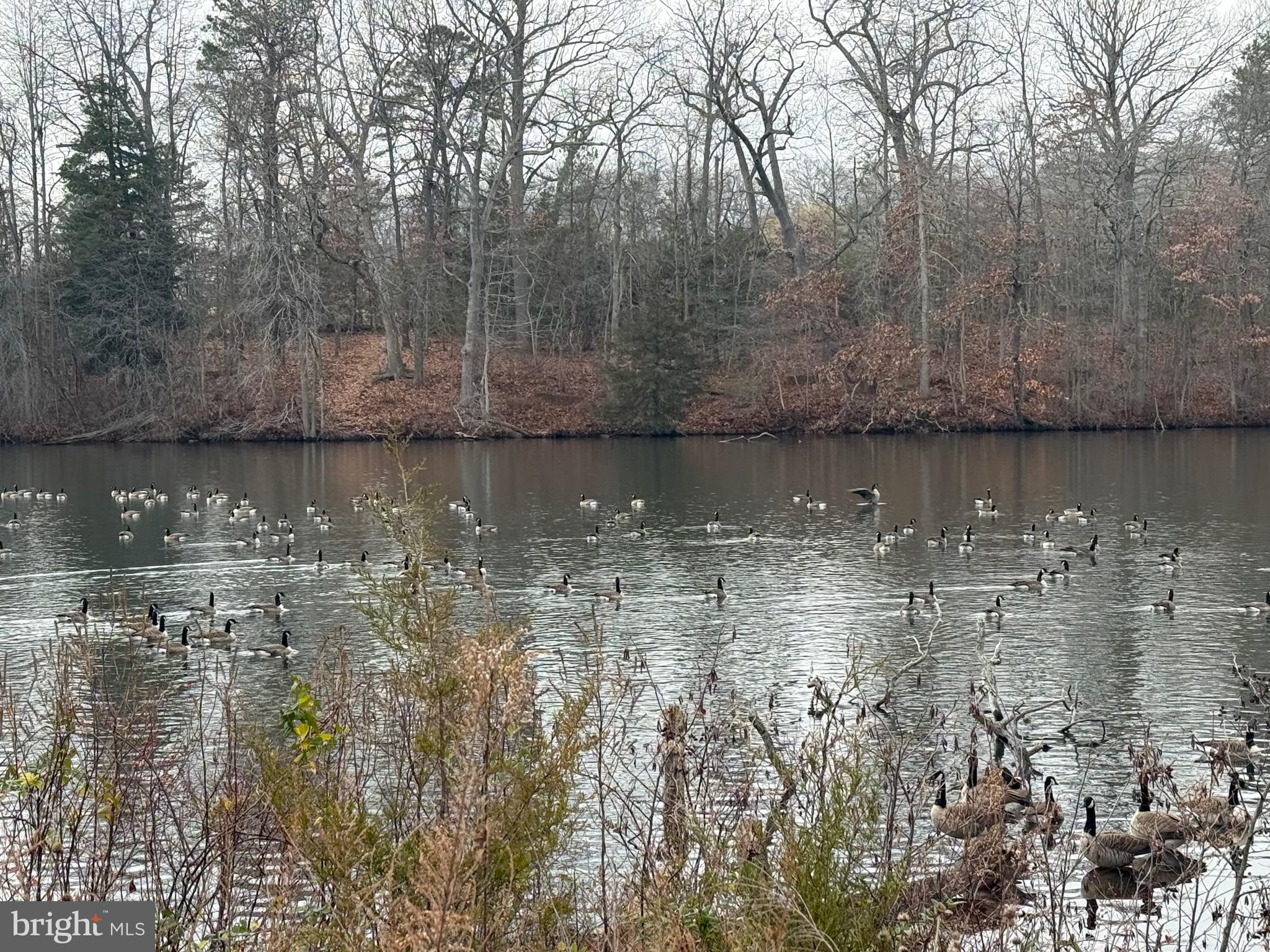 448 Lake Avenue Pitman, NJ 08071 - Photo 24 of 24 a view of a lake in a forest