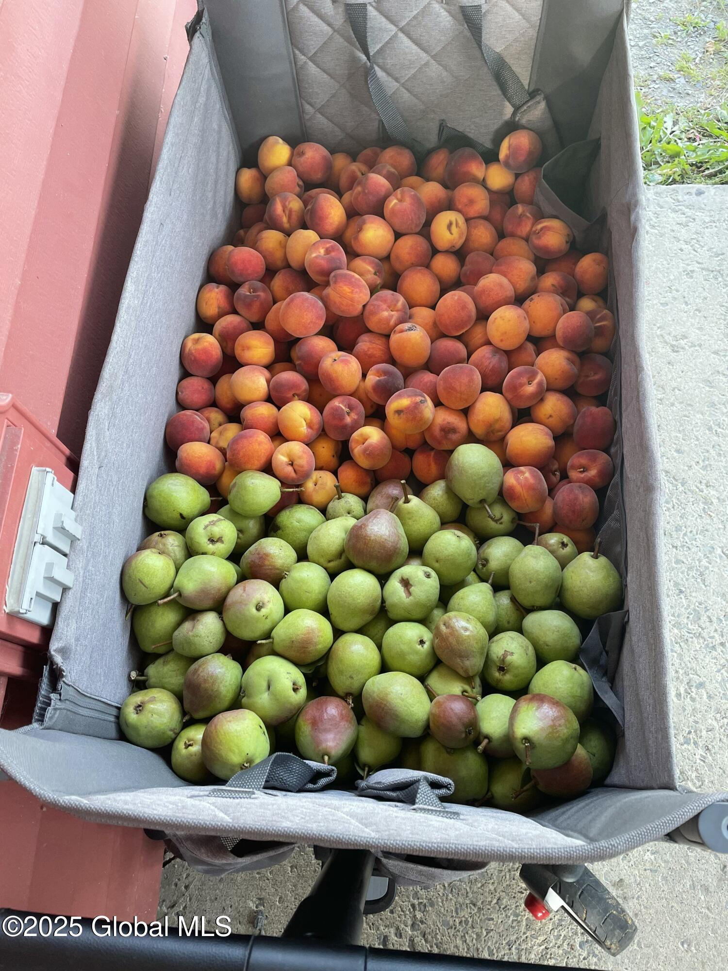 117 Hartman Road Hudson Falls, NY 12839 - Photo 27 of 49 Green here apples and berries.,and more