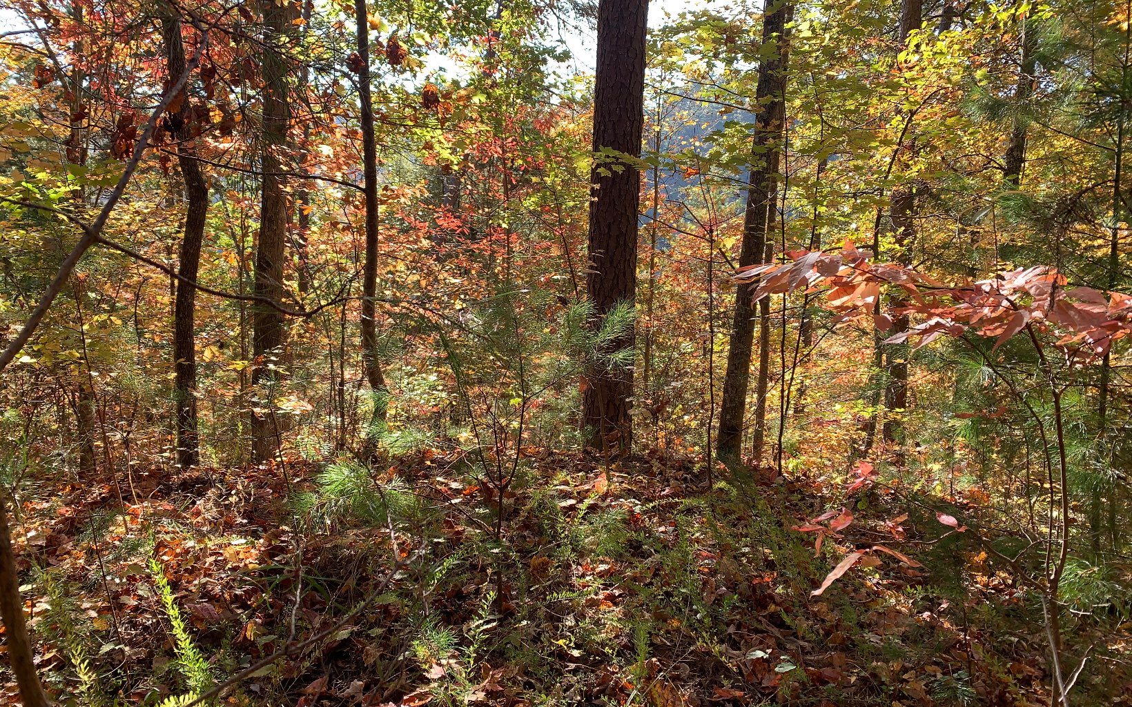 29 Lake Point Drive Murphy, NC 28906 - Photo 12 of 28 Additional View