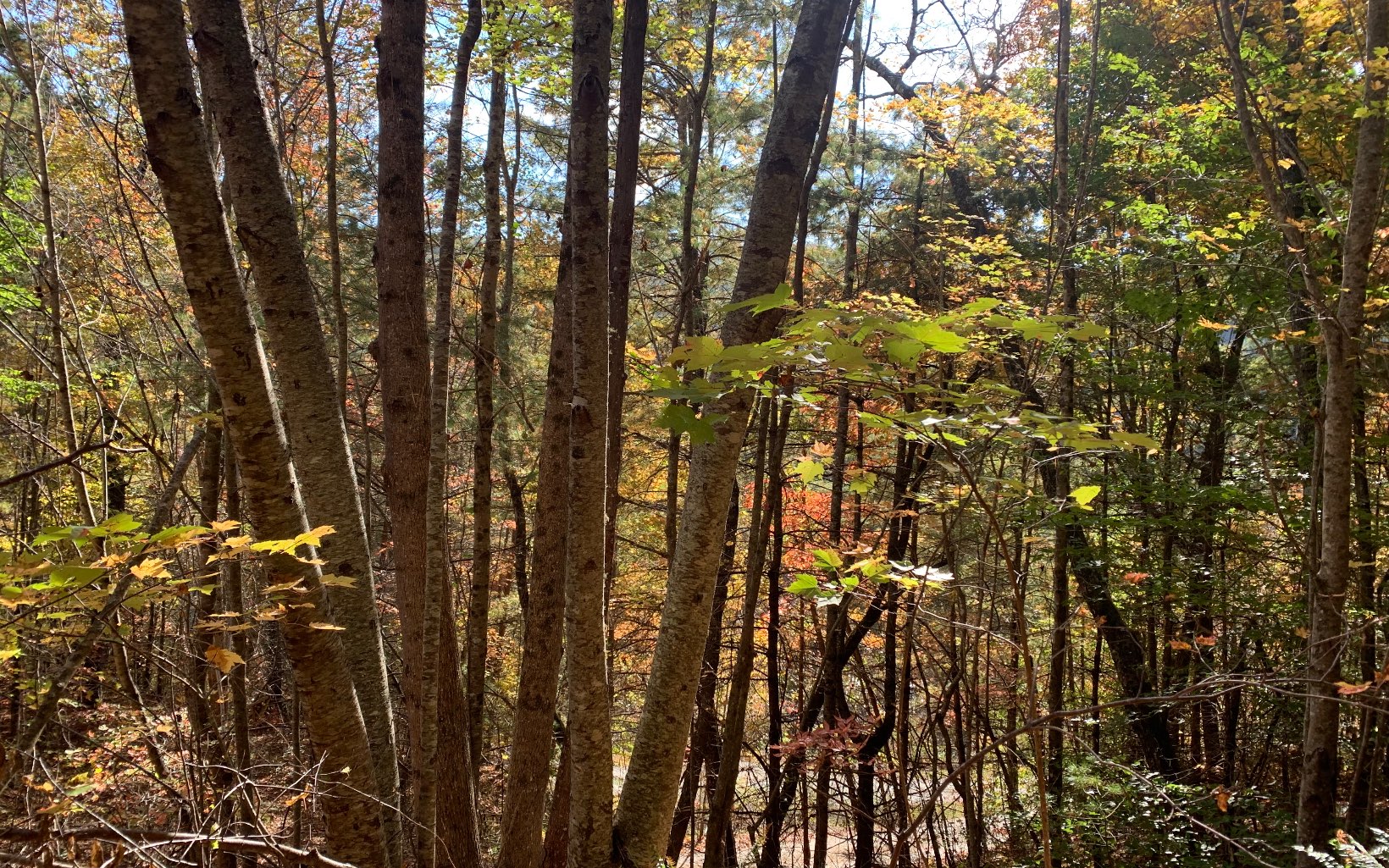 29 Lake Point Drive Murphy, NC 28906 - Photo 20 of 28 Additional View