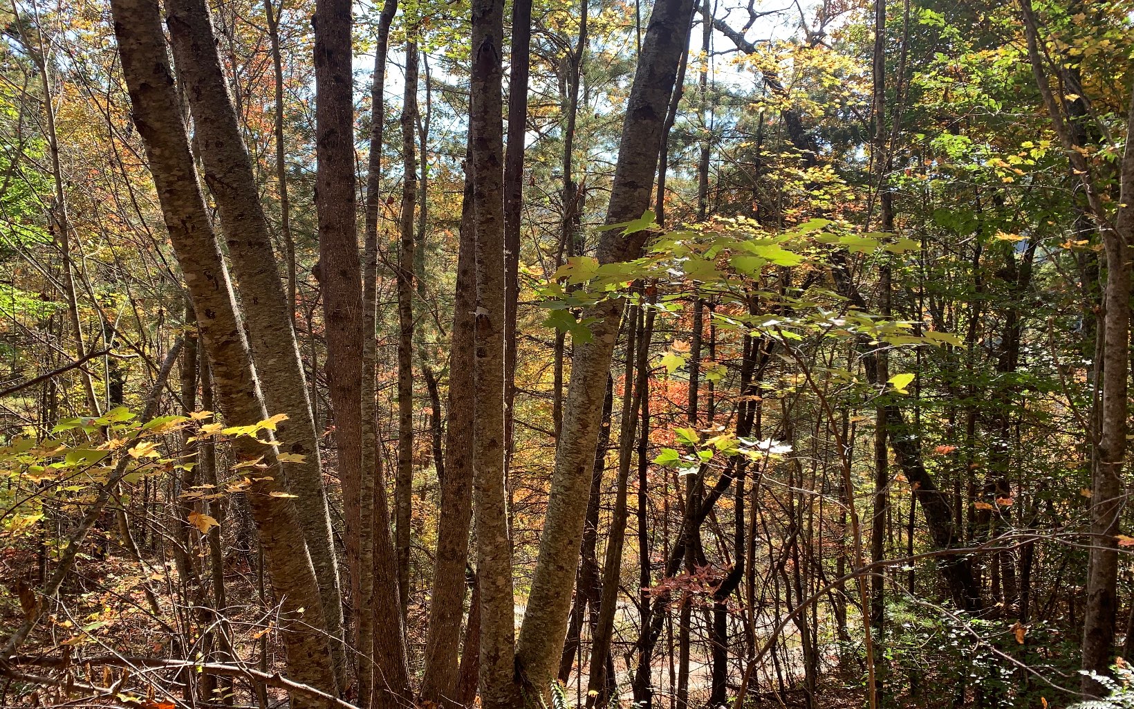 29 Lake Point Drive Murphy, NC 28906 - Photo 21 of 28 Additional View