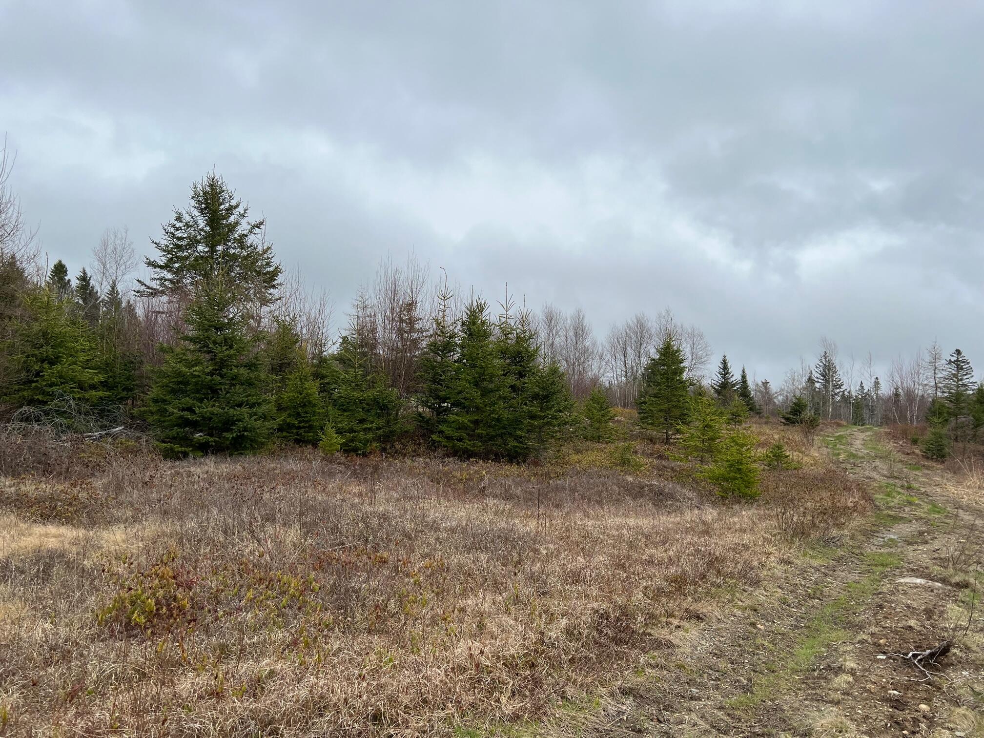 37 West Side Road Addison, ME 04606 - Photo 2 of 4 east side rd