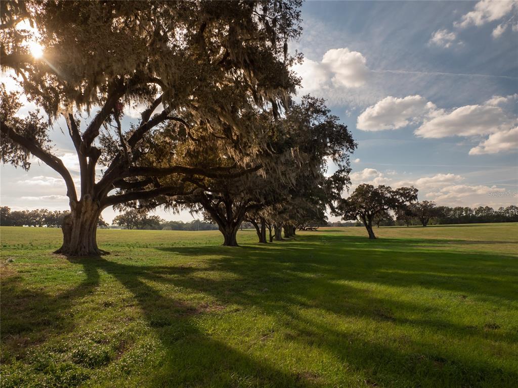 a big yard with lots of trees and wooden fence
