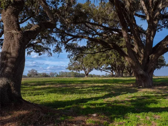 a view of a golf course with a tree