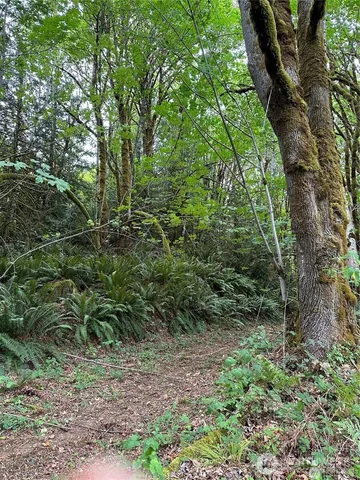a view of a lush green forest