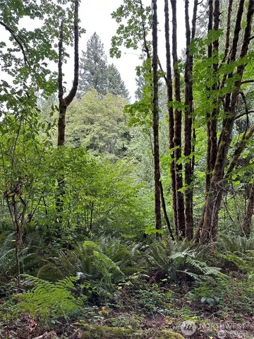 a green field with lots of bushes