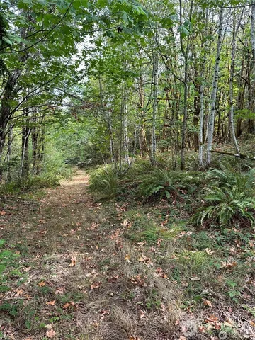 a view of a forest with trees in the background