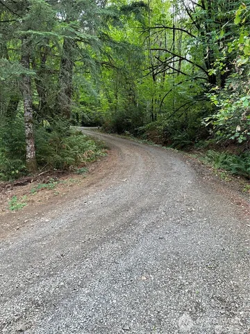 a view of a forest with trees in the background