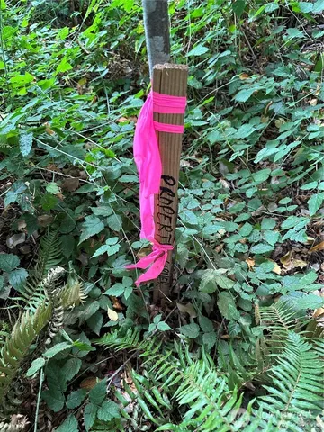 a view of a flower in a garden