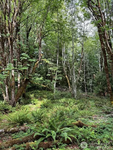 a lush green forest with lots of trees