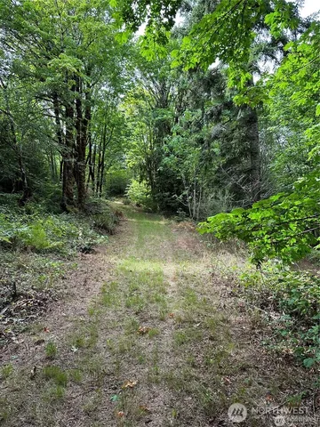 a view of a forest with trees in the background
