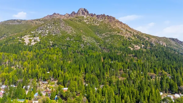 a close up of a plant