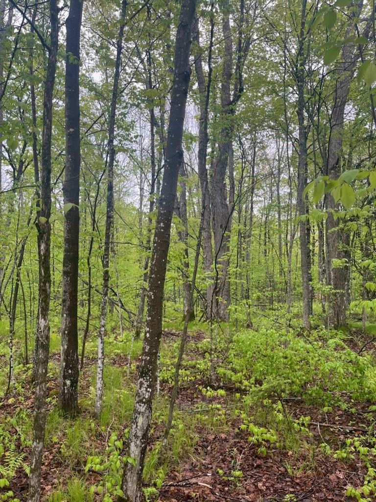 Lot 2 Delap Lane Couderay, WI 54828 - Photo 9 of 14