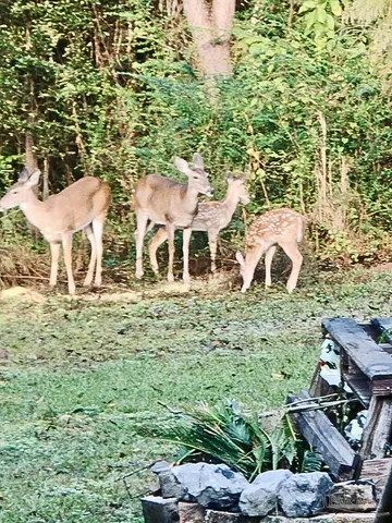 a view of a backyard of the house