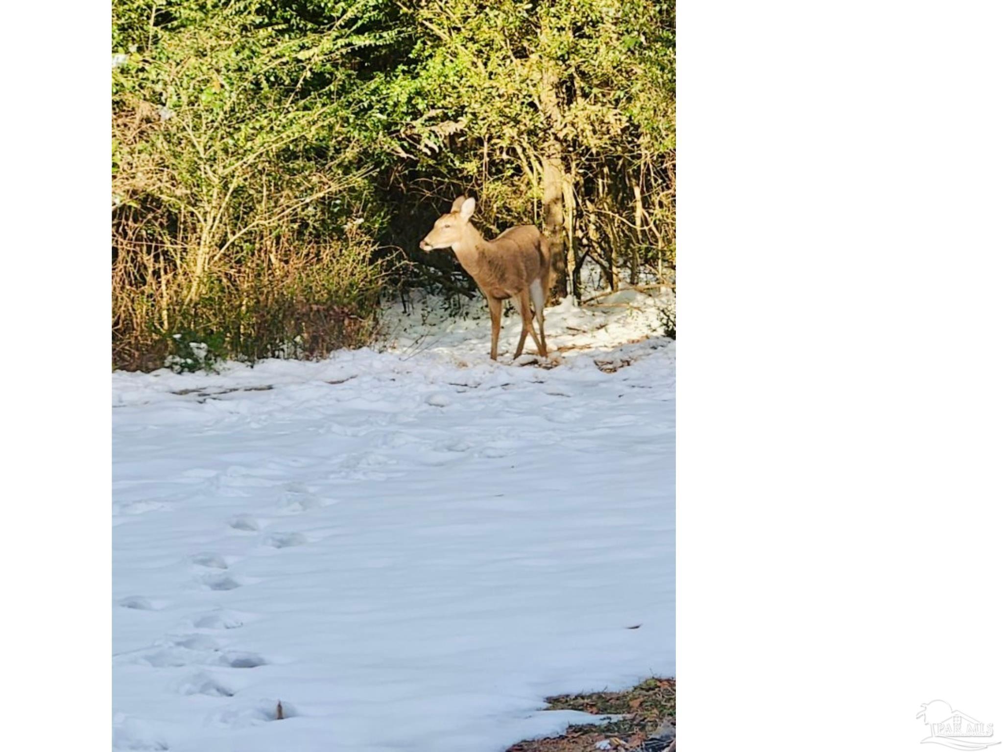 5406 Steele Road Baker, FL 32531 - Photo 41 of 46 a view of a backyard of the house