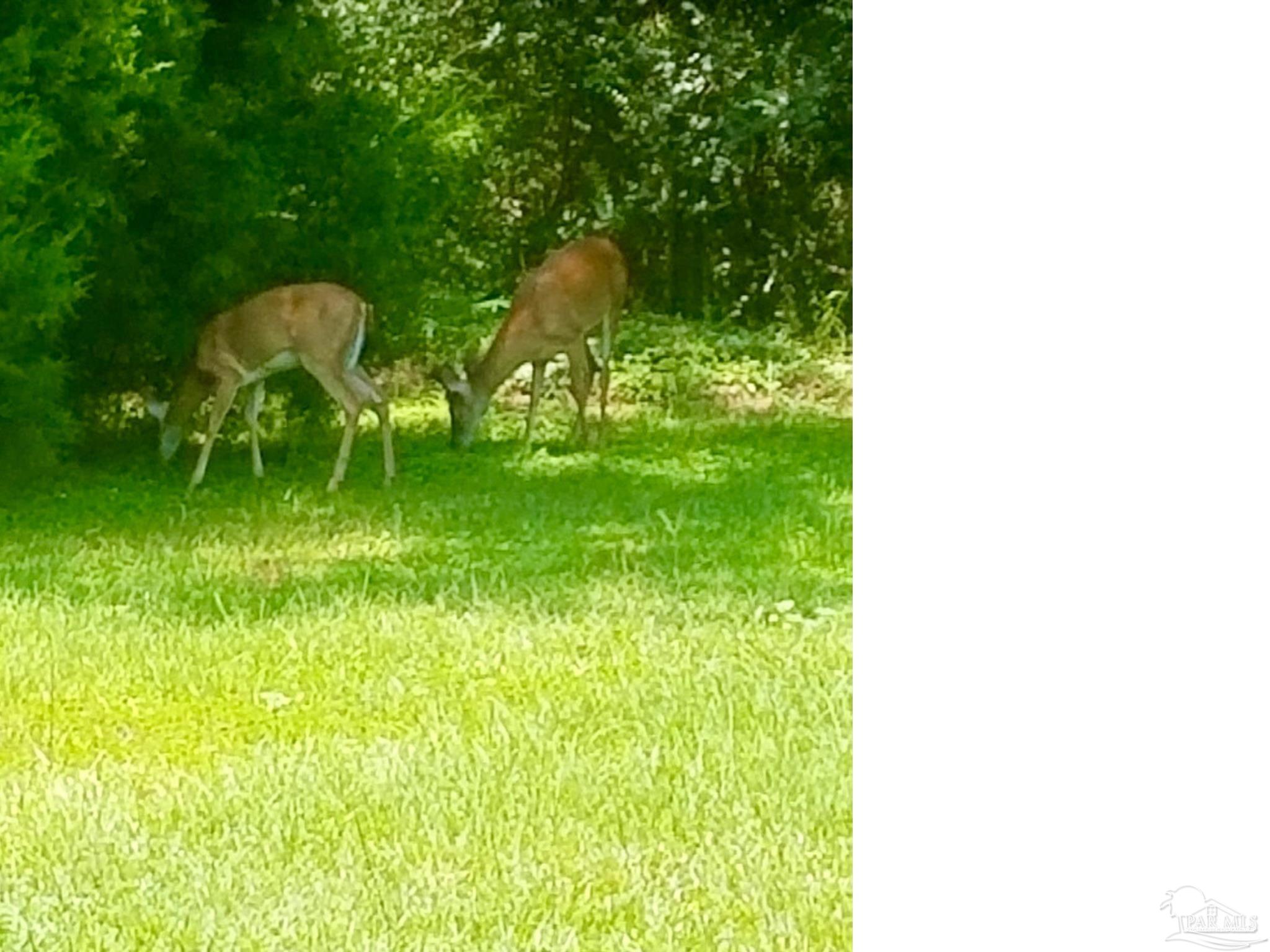 5406 Steele Road Baker, FL 32531 - Photo 45 of 46 a backyard of a house with table and chairs