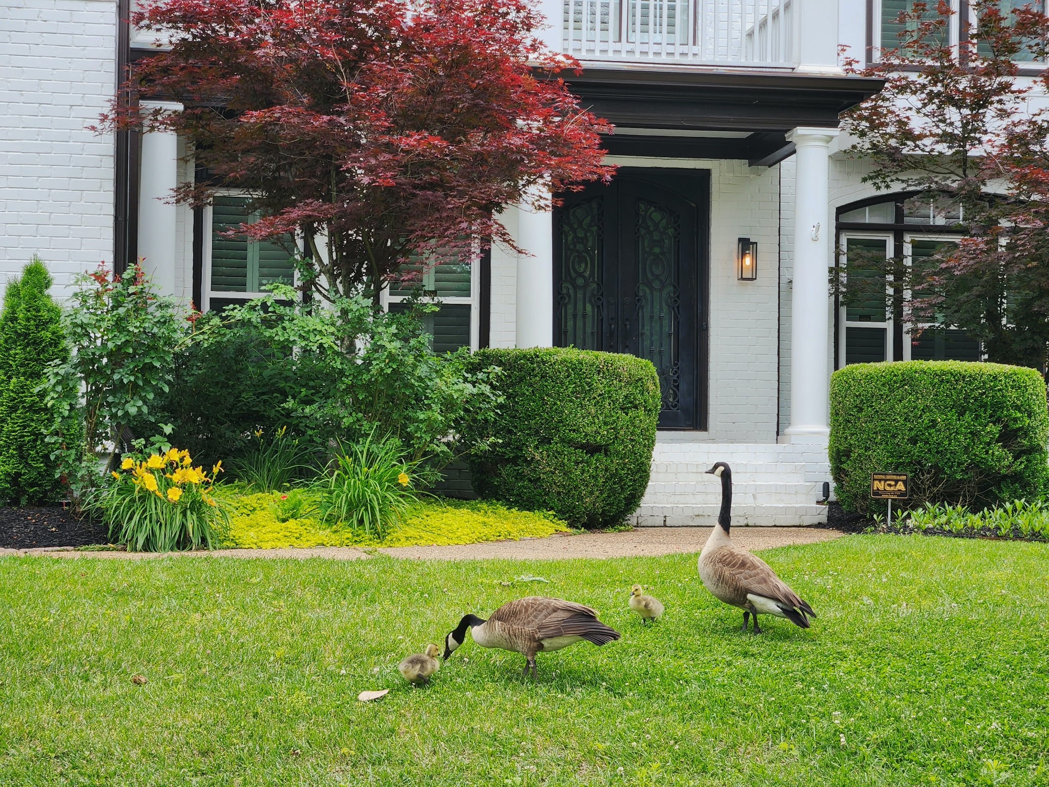 106 Ashton Park Boulevard Franklin, TN 37067 - Photo 64 of 64 a view of a house with backyard and garden