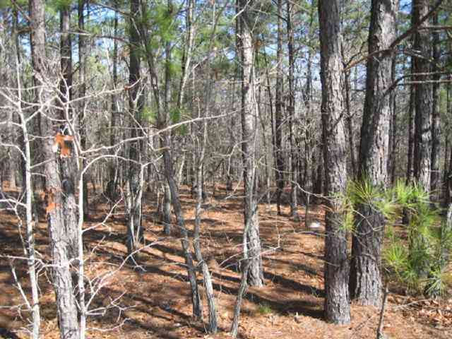 Tbd Stubby Oaks Road Aberdeen, NC 28315 - Photo 3 of 8 Additional Photo
