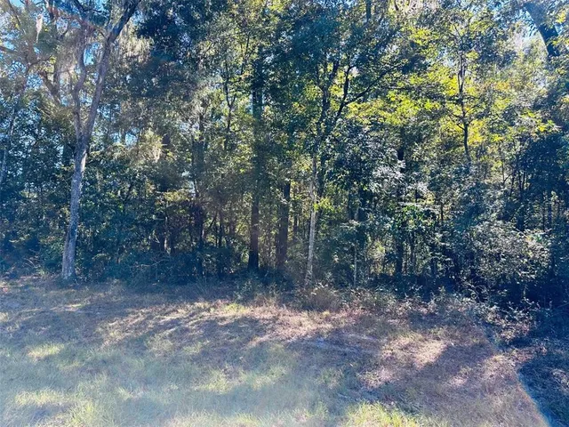 a view of a forest with trees in the background